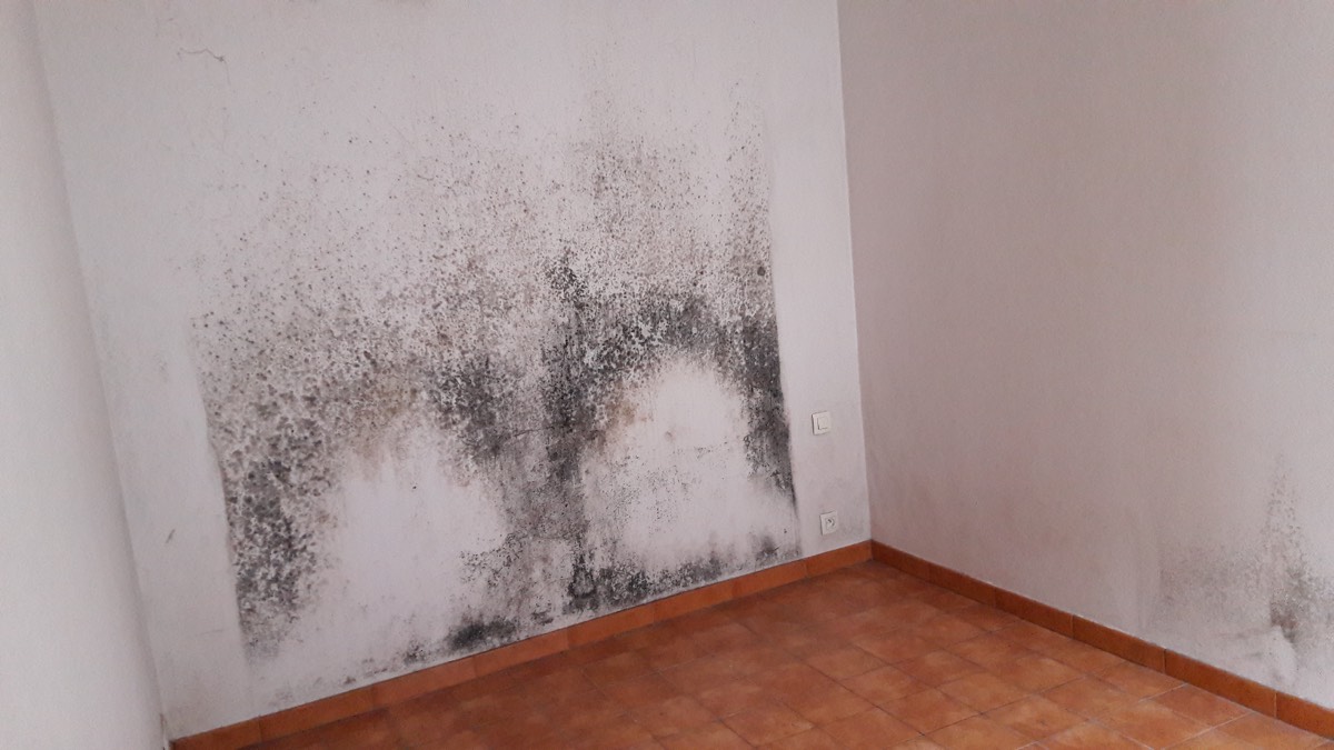 Moisissures - Expertise humidité à Évreux